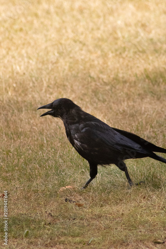 Foto Carrion Crow Walking on Dry Grass with Open Beak