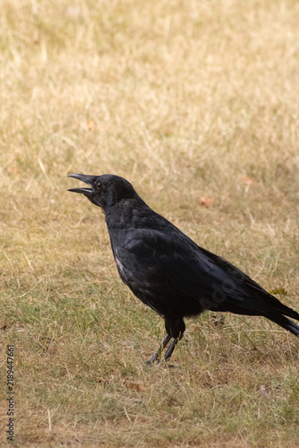 Фотография Black Carrion Crow Standing on Dry Meadow Calling with Open Beak