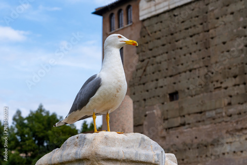 Plakat A majestic seagull stands proudly on ancient stone ruins under a blue sky