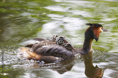 cute great crested grebe with chicks in their plumage, surrounded by a green pond; chicks on the grebe's back; chicks with striped plumage; breeding season; Podiceps cristatus, red eyes