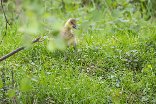 Fotografie A young greylag gosling looks curiously up between tall blades of grass, a greyl