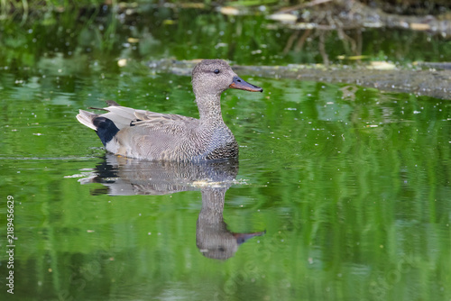 A single male gadwall, surrounded by green reflections on the water; male gadwall reflected in the pond, branches and bushes on the bank; idyllic  lake with a peaceful duck; waterfowl, Mareca strepera