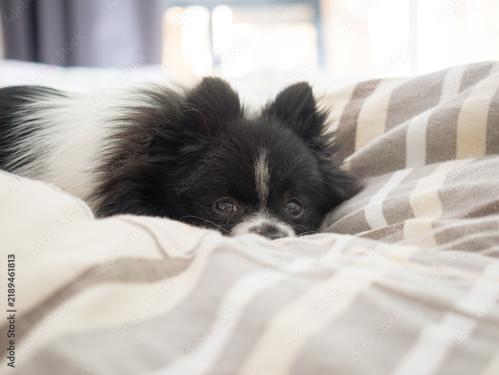 Naklejka premium Cozy Pomeranian Dog Resting in Bed Between Blankets