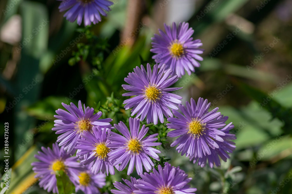 Fototapeta premium Purple flowers of Symphyotrichum novi-belgii blooming in a sunny autumn garden, providing vibrant late-season color