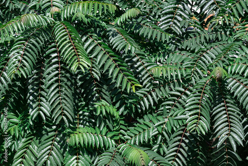 Green leaves backdrop representing a sustainability and eco-friendly concept. Emerald green leaf pattern with a deep moody atmosphere.