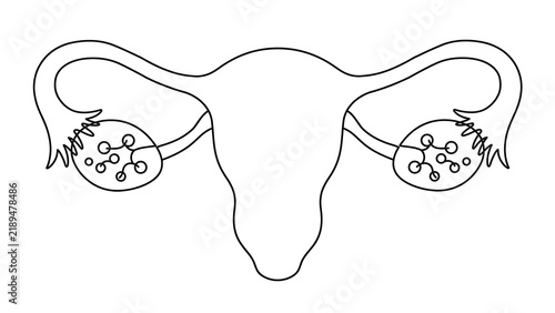 Naklejka Female reproductive system white background.