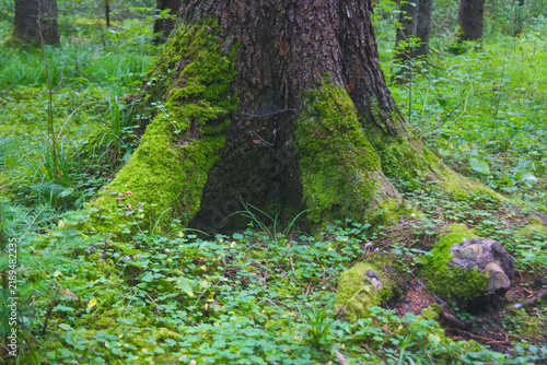 Canvastavla Forest Floor Blanketed in Lush Greenery