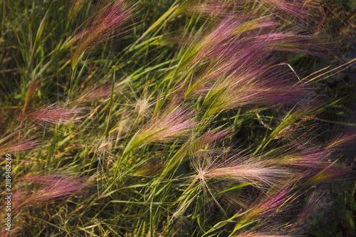Quadro su tela Wild Grasses Flutter in the Breeze