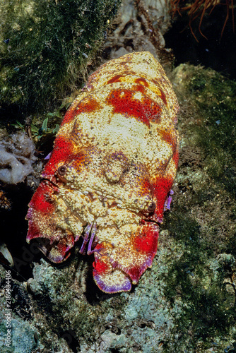 Fotografie Cicala di Mare, Mediterranean slipper lobster - Scyllarides latusAlghero