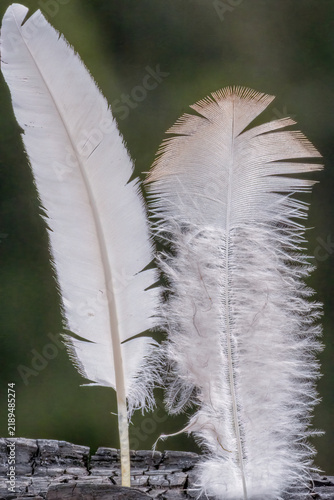 Two turkey feathers pinned to a chunk of charcoal