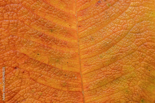 The veins, te texture and the hairs of a wilting glory bush leaf