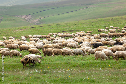Large flock of sheep grazing peacefully on a vast green hillside pasture