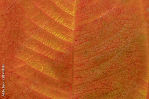 The veins, te texture and the hairs of a wilting glory bush leaf