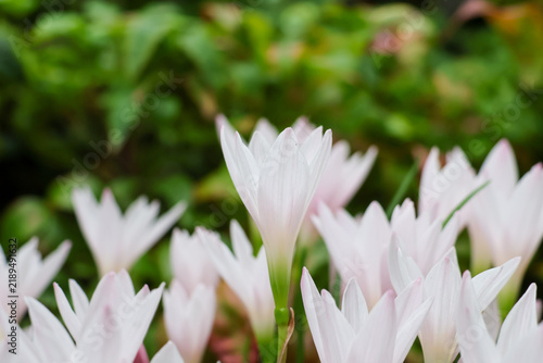 Foto Zephyranthes candida　タマスダレ（玉簾）