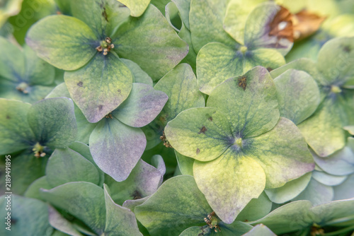 Hortensia flowers starting the decaying process