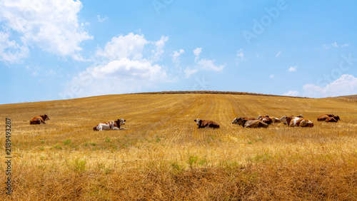 Herd of cows resting in a dry golden field under a blue sky