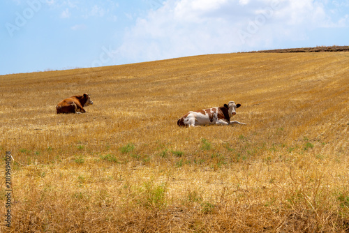 Herd of cows resting in a dry golden field under a blue sky