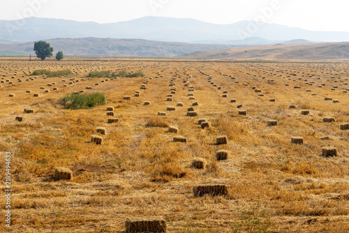Golden hay bales dot a vast field under a clear blue sky with distant hills