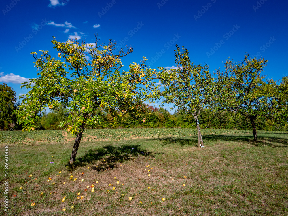 Obraz premium Reife Äpfel am Apfelbaum