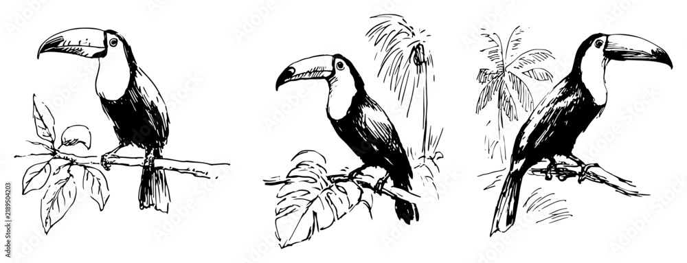 Fototapeta premium Toucan birds perched on tree branches in detailed sketch style