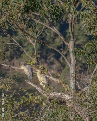 A couple of whistling herons perched on a dead tree branch