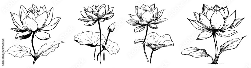 Obraz premium Blooming lotus flowers with water lily leaves in line art sketch style