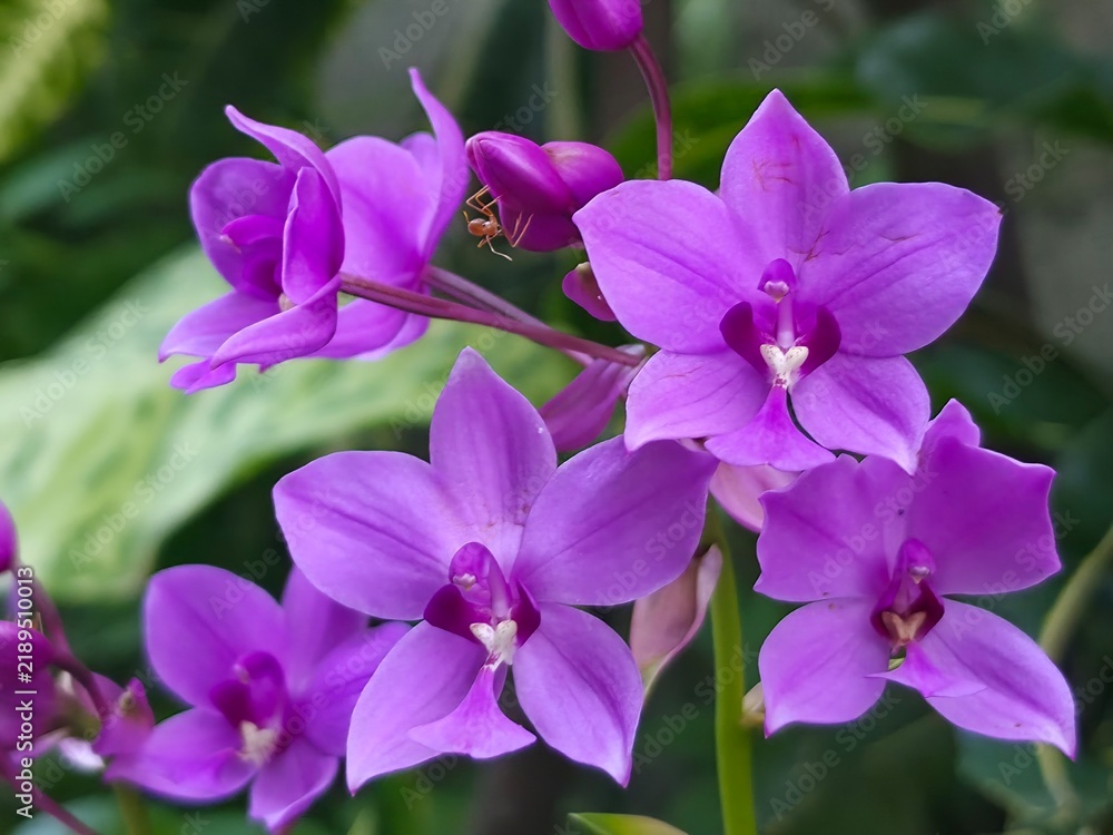 Obraz premium Cluster of beautiful vibrant purple five petal philippine ground orchids blooming in a fresh garden