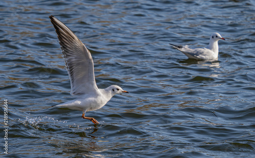 фотографія Black-Headed Gulls in Dynamic Low Flight Over choppy Blue Water Surface
