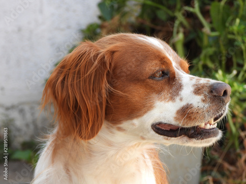Tapety artystyczne Spaniel breton