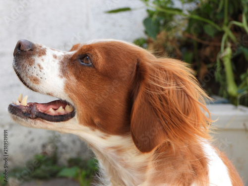 Tapety artystyczne Spaniel breton