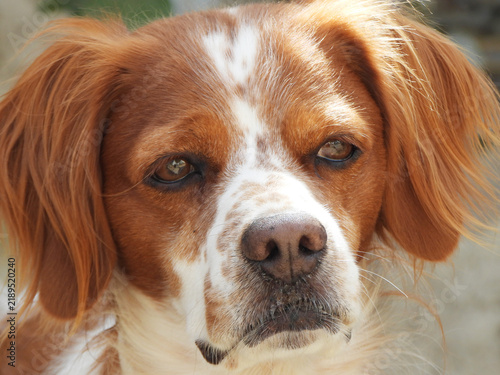 Plakat Spaniel breton