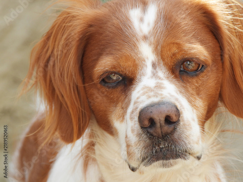 Plakat Spaniel breton