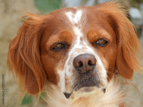 Plakat Spaniel breton