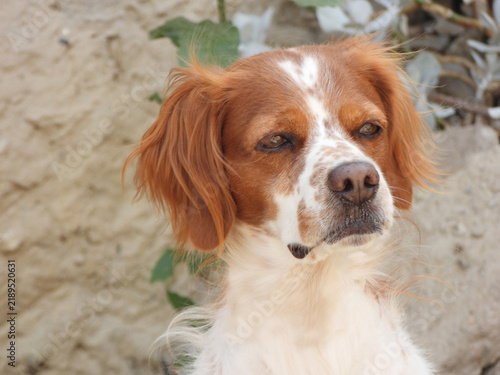 Tapety artystyczne Spaniel breton