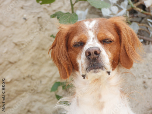 Obraz na płótnie Spaniel breton