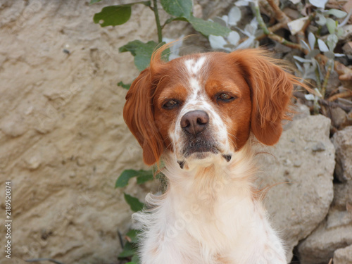 Plakat Spaniel breton