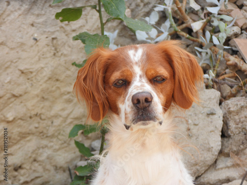 Plakat Spaniel breton
