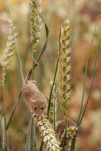 Harvest mouse Micromys minutus late summer wheat field