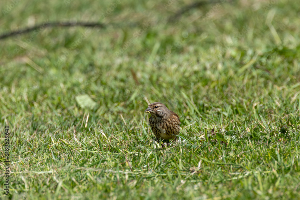 Obraz premium Linnet foraging on the ground