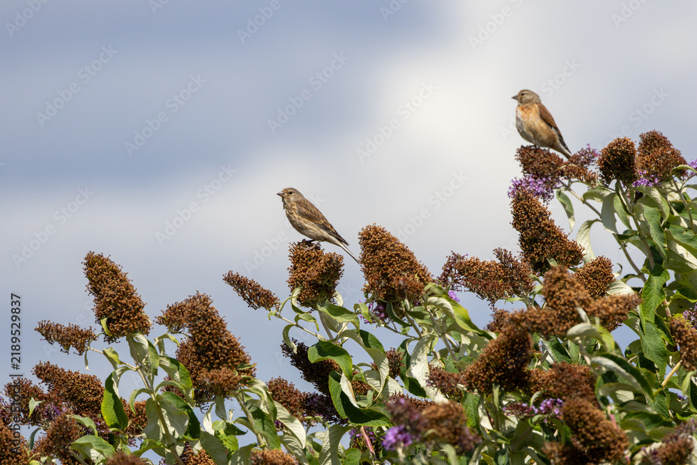 Obraz premium Two linnets perched on buddleia