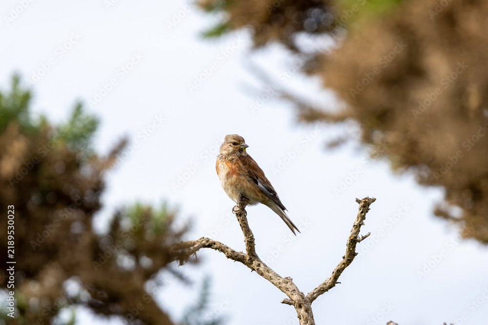 Obraz premium Male linnet perched on a branch