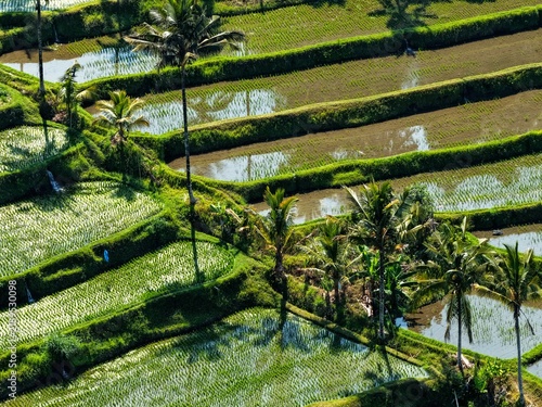 Obraz na płótnie Aerial Rice Terraces With Palm Trees in Munduk Bali