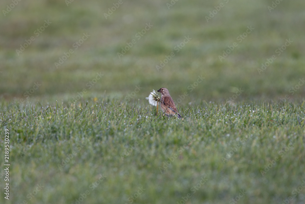 Fototapeta premium Linnet feeding at a dandelion seed head