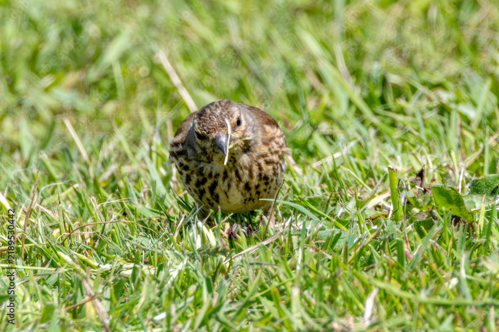 Fototapeta premium Song thrush foraging on grass