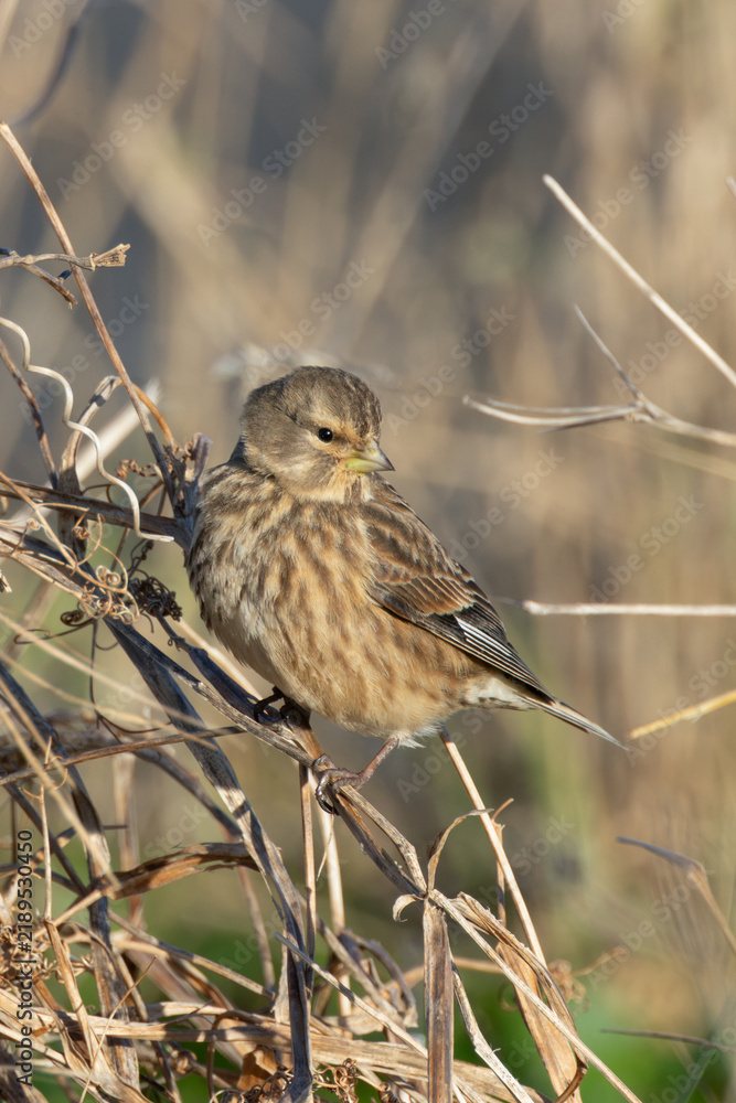 Fototapeta premium Twite perched on dead vegetation