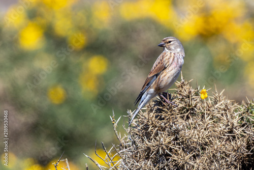 Fotografie Male linnet perched on gorse