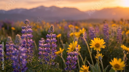 lavender field at sunset