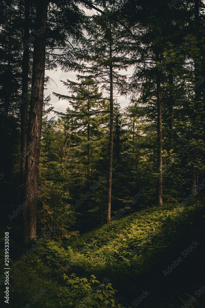 Obraz premium morning in the woods