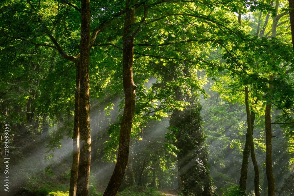 Fototapeta premium morning in the forest