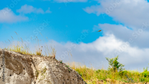 A colorful European bee-eater (Merops apiaster) perched on a wire against a clear blue sky, holding a small insect in its beak. The bird displays its characteristic bright green.